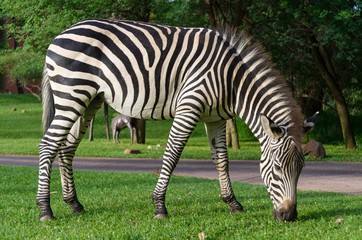 Fototapeta na wymiar Zebra on the grass