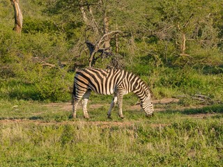 Fototapeta na wymiar Zebra on the grass