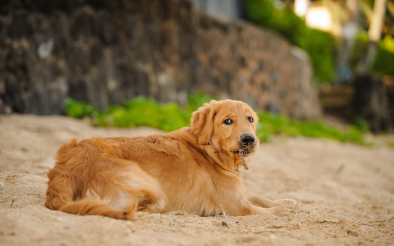Golden Retriever dog outdoor portrait lying in beach sand