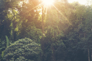 Fototapeta na wymiar sunlight in the tropical rain forest, National Park in Thailand