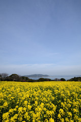Obraz premium 菜の花咲く能古島