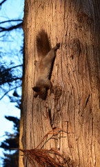 樹上からゆっくり下りてきたエゾリス
