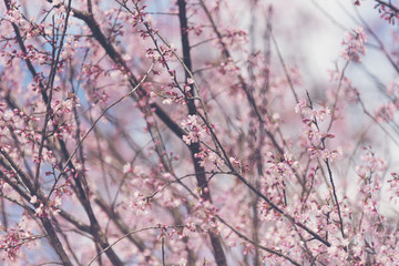 pink flower tree