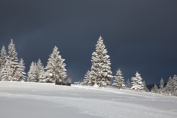 winter in the mountains - snow covered fir trees - Christmas background