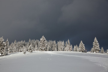 winter in the mountains - snow covered fir trees - Christmas background