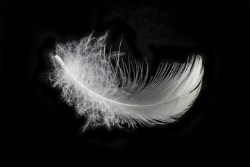 Close up white bird feather,soft and sooth feather for comfortable bed concept.