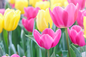 Tulip flower. Beautiful tulips in tulip field with green leaf background at winter or spring day. broken tulip.