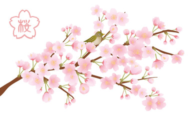 Naklejka na ściany i meble 桜の木　イラスト素材