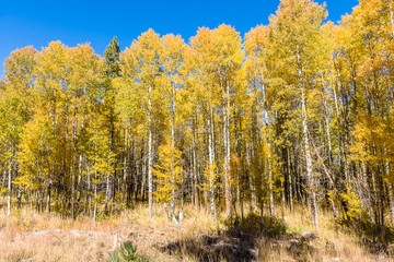 Fall Colors of Lake Tahoe