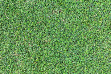Fototapeta premium Grass texture or grass background. green grass for golf course, soccer field or sports background concept design. Natural green grass.