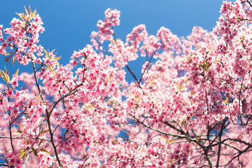 Hello spring Pink flowers in the forest