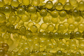 sea grapes or green cavier Seaweed Healthy sea food. Oval sea grapes seaweed.