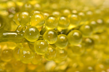 sea grapes or green cavier Seaweed Healthy sea food. Oval sea grapes seaweed.