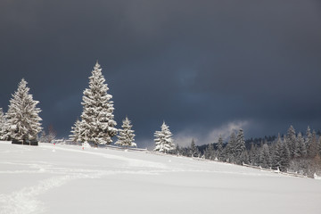 winter in the mountains - snow covered fir trees - Christmas background