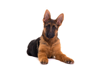 German Shepherd puppy