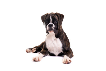 Beautiful Boxer puppy