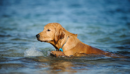 Golden Retriever puppy dog outdoor portrait swimming in blue water