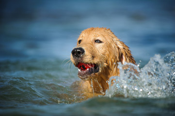 Golden Retriever puppy dog outdoor portrait swimming in blue water