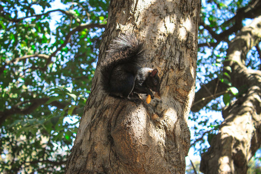 Ardilla negra comiendo un cacahuate sobre el tronco de un &aacute;rbol 