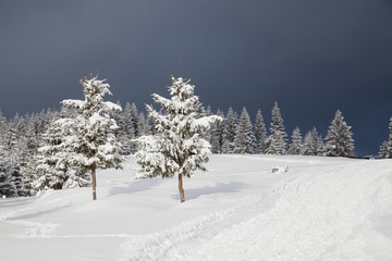 winter in the mountains - snow covered fir trees - Christmas background