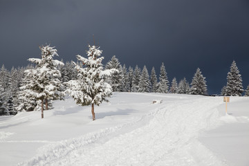 winter in the mountains - snow covered fir trees - Christmas background