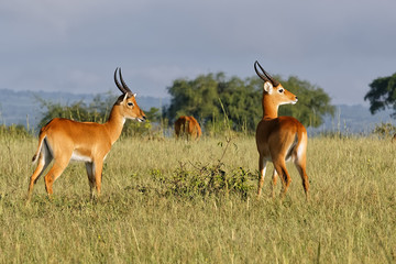 Antelope in Uganda National Park