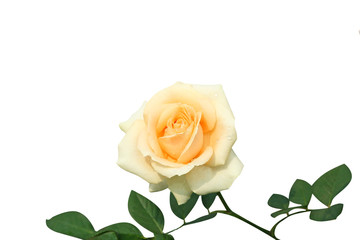 Beautiful orange rose flower  isolated on white background