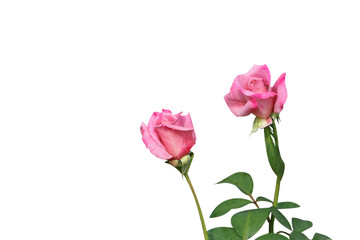 Two pink rose flowers  isolated on white background