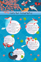 Carp Koi infographics, features of different types of Carp Koi, vector Illustration with handwritten text