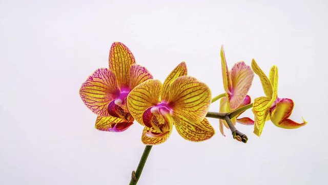 orchid dissolve their flowers on a white background. Time lapse, 4k