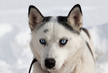 cute husky portrait with blue eyes in the snow