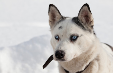 cute husky portrait with blue eyes in the snow