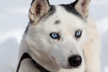 cute husky portrait with blue eyes in the snow