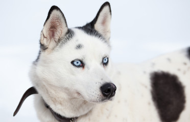 cute husky portrait with blue eyes in the snow