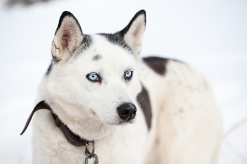 cute husky portrait with blue eyes in the snow