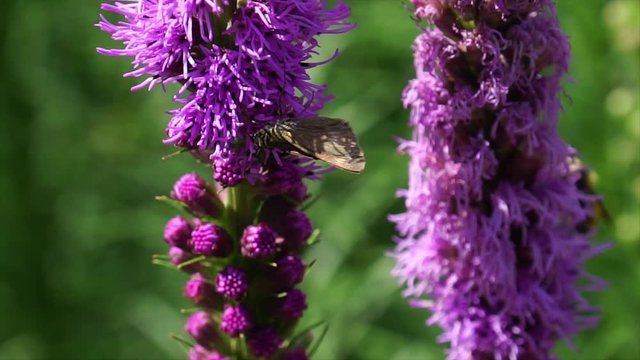 Close up of a Nessus Sphinx Hummingbird moth feeding on a Blazing Star flower