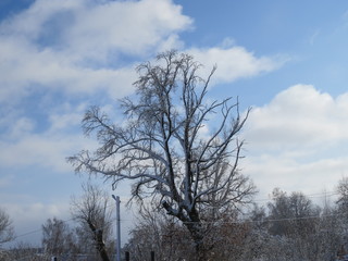Winter. Old oak. Village. Bryansk district. (The Vast Russia! Sergey, Bryansk.).