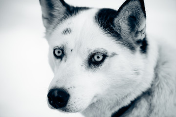 cute husky portrait with blue eyes in the snow