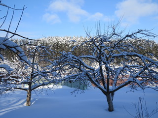 Winter garden. Village. Bryansk district. (The Vast Russia! Sergey, Bryansk.)