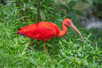ibis bird