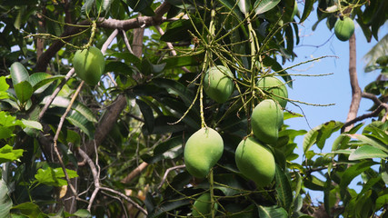 Mango tree with fruits. Bunch of green mango on tree. Bunch of green ripe mango on tree in garden.