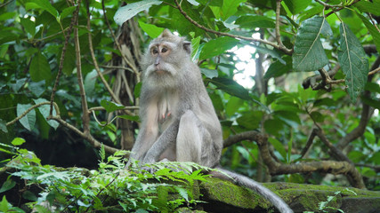 Monkey macaque in the rain forest. Monkeys in the natural environment. Bali, Indonesia. Long-tailed macaques, Macaca fascicularis.