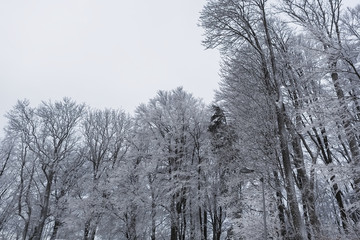 Winter landscape. Snow covered forest 