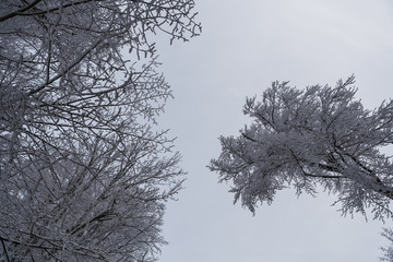 Winter landscape. Snow covered forest 