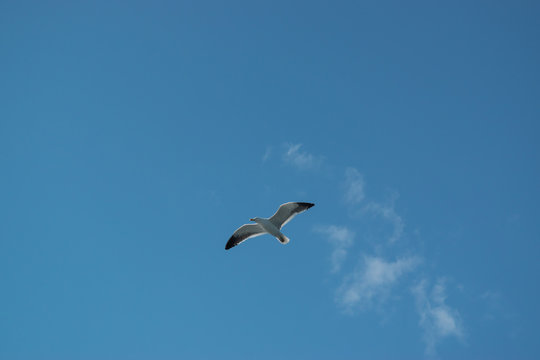 Photo with seagull flying high with blue sky background