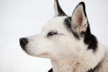 cute husky portrait with blue eyes in the snow