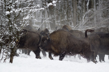 Running bison in the winter. Russia, Kaluga region.