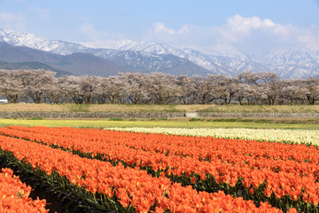 桜並木とチューリップ 舟川べり