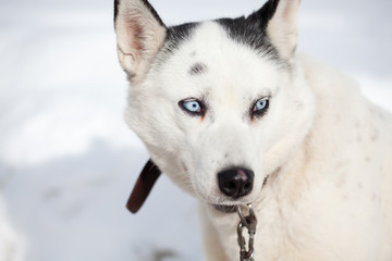 cute husky portrait with blue eyes in the snow