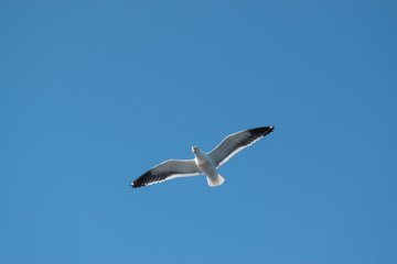Photo of seagull flying, with open wings and the sky in the background